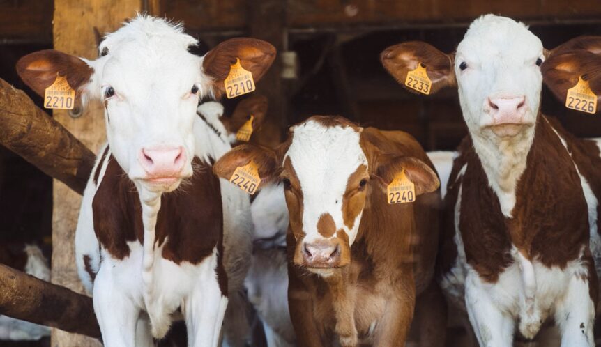 Cows could achieve better digestion health and lower methane emissions with biochar