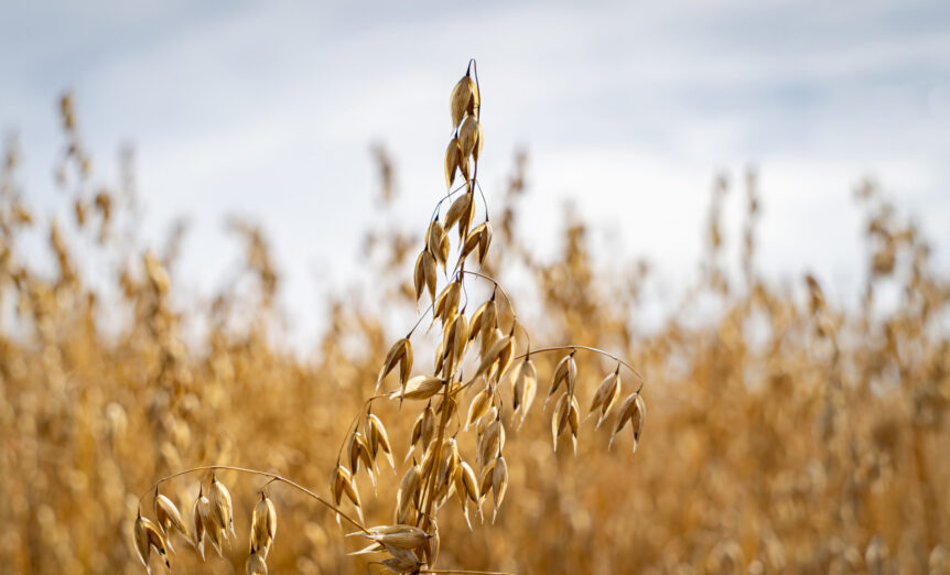 Oat husk